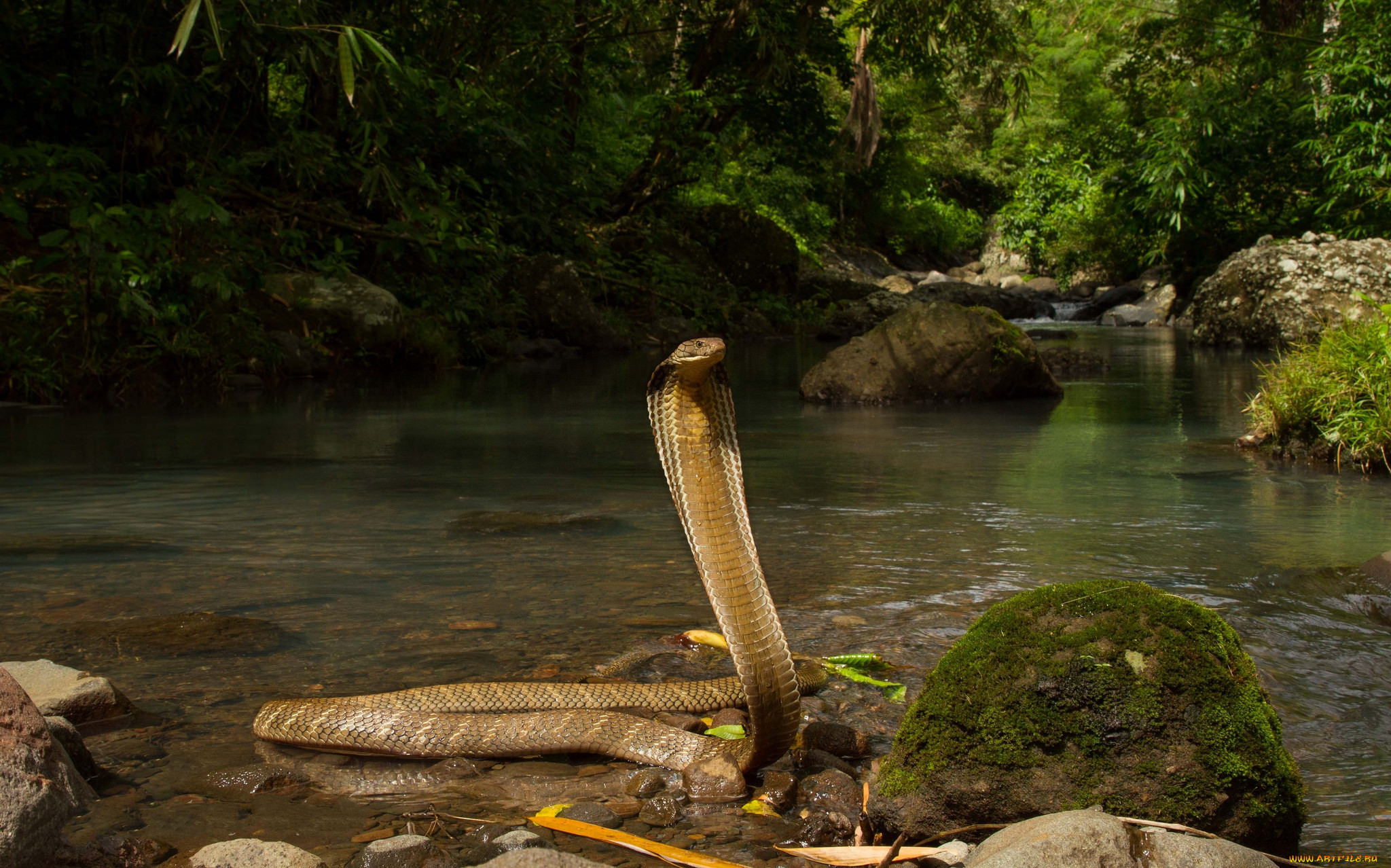 Тропическая змея 4. Амазонка река Анаконда. Анаконда в джунглях амазонки. Королевская Кобра гамадриад. Анаконда и Королевская Кобра.